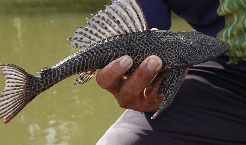 Ikan Sapu-Sapu Bisa Menyimpan Logam Berat, Benarkah Berbahaya Jika Dimakan?